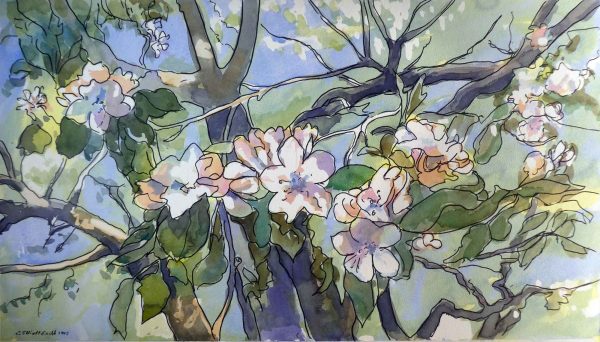 apple blossoms and branches