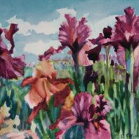 iris flowers in garden