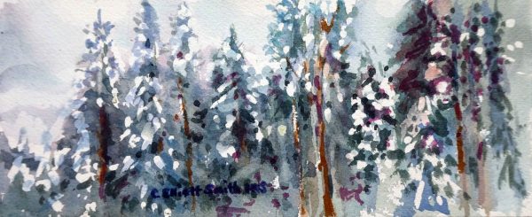 conifers with snow beside the highway